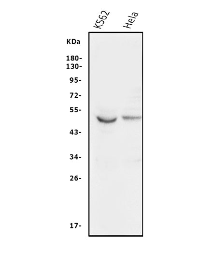 Anti-GSK3 alpha/GSK3A Antibody Picoband® Boster Bio