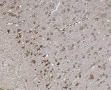 Anti-Synaptopodin/SYNPO Antibody Picoband® Boster Bio