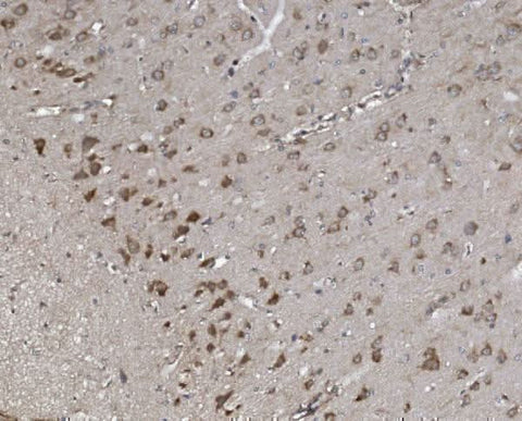Anti-Synaptopodin/SYNPO Antibody Picoband® Boster Bio