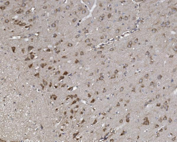 Anti-Synaptopodin/SYNPO Antibody Picoband® Boster Bio