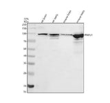 Anti-PIWIL1 Antibody Picoband® Boster Bio