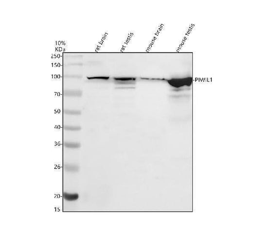 Anti-PIWIL1 Antibody Picoband® Boster Bio