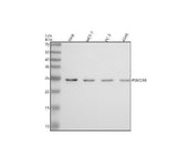 Anti-Gankyrin/PSMD10 Antibody Picoband® Boster Bio