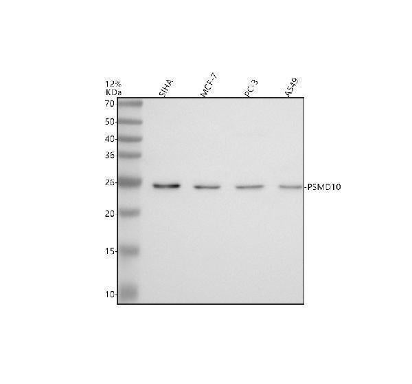 Anti-Gankyrin/PSMD10 Antibody Picoband® Boster Bio