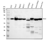 Anti-PDZK1 Antibody Picoband® Boster Bio