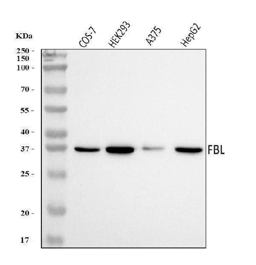 Anti-Fibrillarin/FBL Antibody Picoband® Boster Bio