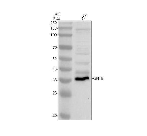 Anti-GFI1B Antibody Picoband® Boster Bio