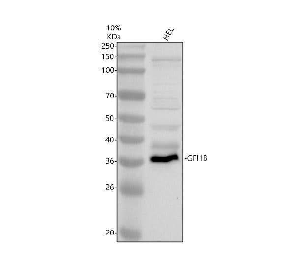 Anti-GFI1B Antibody Picoband® Boster Bio