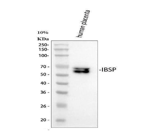Anti-IBSP Antibody Picoband® Boster Bio
