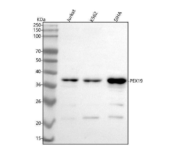 Anti-PEX19 Antibody Picoband® Boster Bio