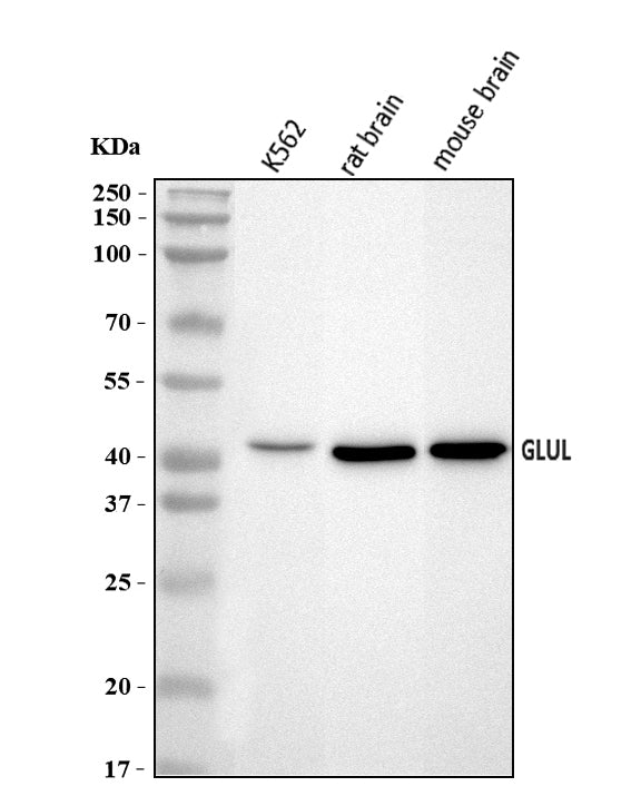 Anti-GLUL Antibody Picoband® Boster Bio