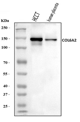 Anti-Collagen VI/COL6A2 Antibody Picoband® Boster Bio