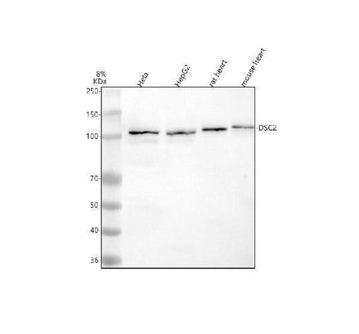 Anti-DSC2 Antibody Picoband® Boster Bio