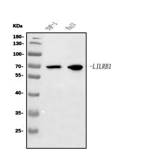 Anti-LILRB1 Antibody Picoband® Boster Bio