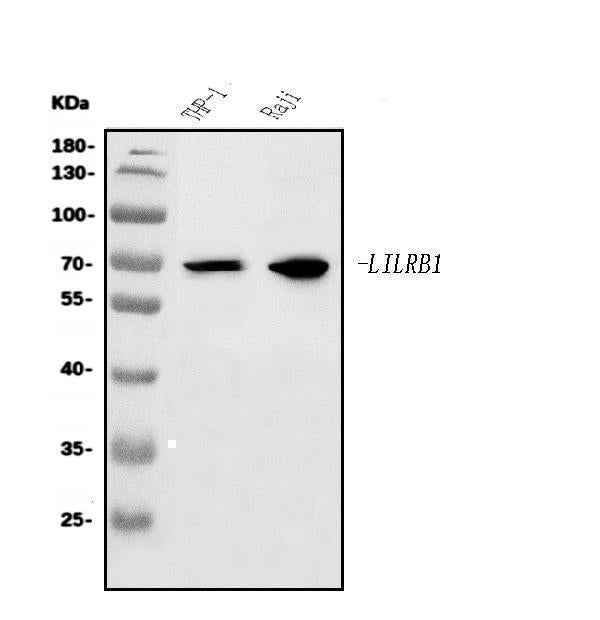 Anti-LILRB1 Antibody Picoband® Boster Bio