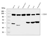 Anti-UBA6 Antibody Picoband® Boster Bio