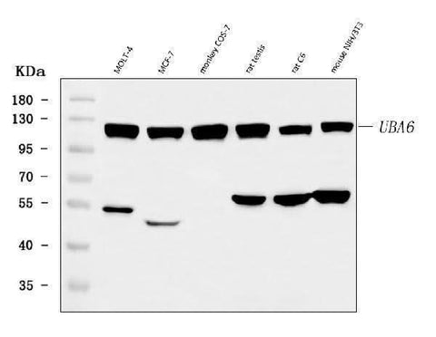 Anti-UBA6 Antibody Picoband® Boster Bio