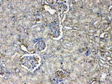 Anti-Thrombopoietin/Thpo Antibody Picoband® Boster Bio
