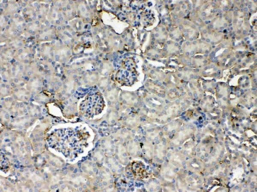 Anti-Thrombopoietin/Thpo Antibody Picoband® Boster Bio