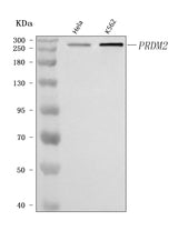 Anti-PRDM2 Antibody Picoband® Boster Bio