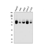 Anti-TRIM25/EFP Antibody Picoband® Boster Bio