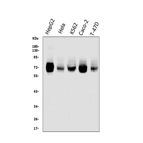 Anti-TRIM25/EFP Antibody Picoband® Boster Bio