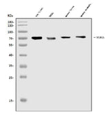 Anti-TRIM25/EFP Antibody Picoband® Boster Bio