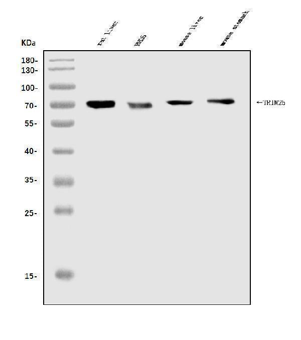 Anti-TRIM25/EFP Antibody Picoband® Boster Bio