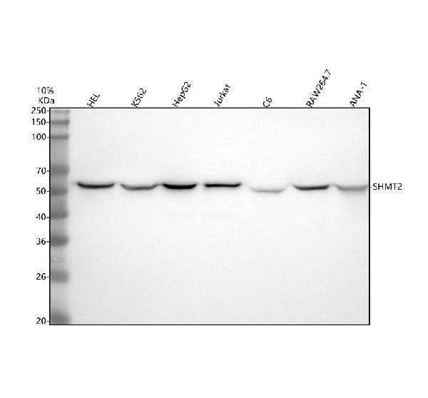Anti-SHMT2 Antibody Picoband® Boster Bio