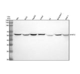 Anti-SHMT2 Antibody Picoband® Boster Bio