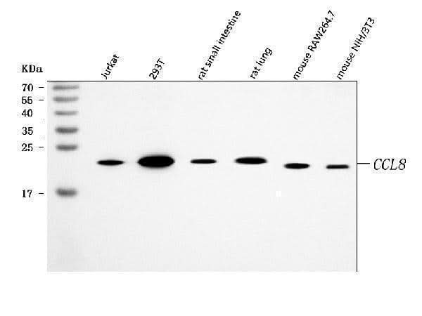 Anti-MCP2/CCL8 Antibody Picoband® Boster Bio