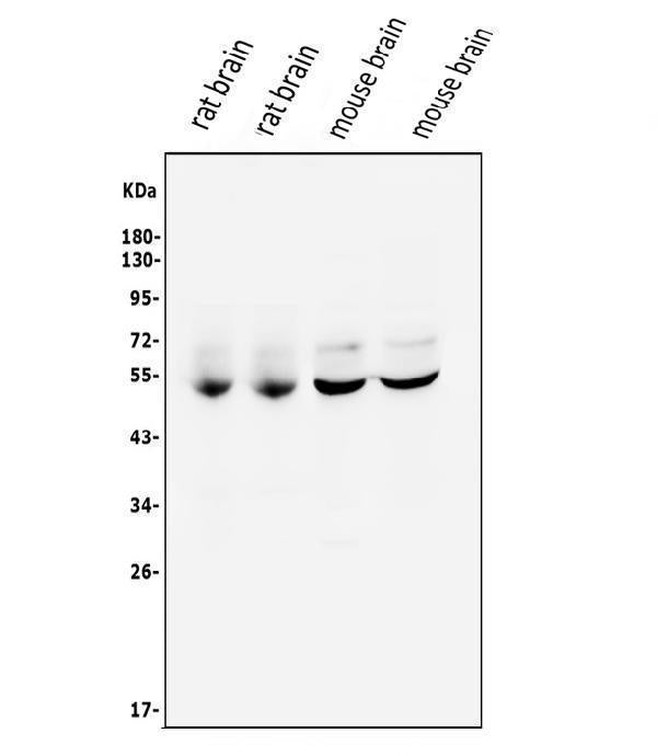Anti-CaMKII alpha/CAMK2A Antibody Picoband® Boster Bio