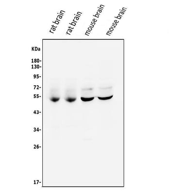 Anti-CaMKII alpha/CAMK2A Antibody Picoband® Boster Bio