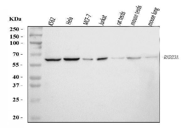 Anti-hHR23A/RAD23A Antibody Picoband® Boster Bio