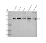 Anti-SPINK5 Antibody Picoband® Boster Bio