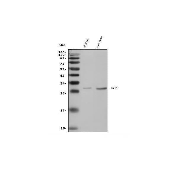 Anti-Klrd1/CD94 Antibody Picoband® Boster Bio