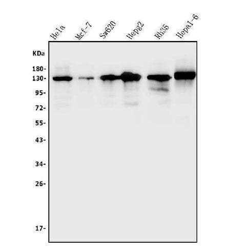 Anti-TRIM24 Antibody Picoband® Boster Bio