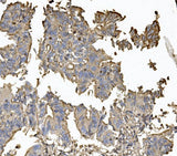 Anti-Claudin 5/CLDN5 Antibody Boster Bio