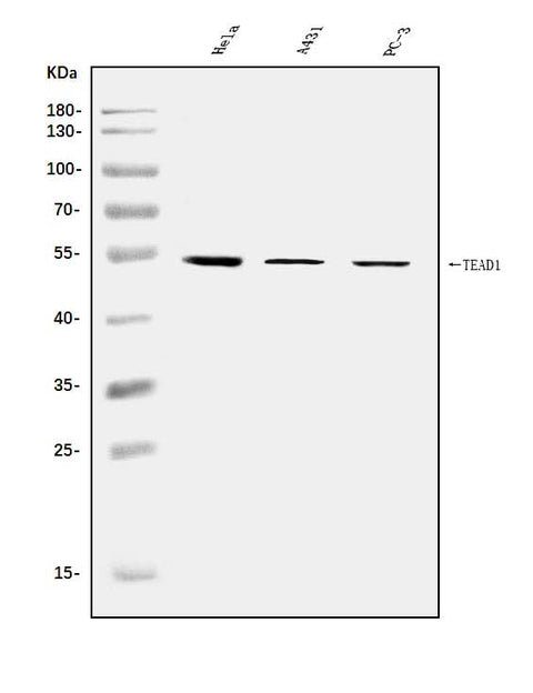 Anti-TEF1/TEAD-1/TEAD1 Antibody Picoband® Boster Bio