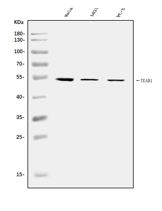 Anti-TEF1/TEAD-1/TEAD1 Antibody Picoband® Boster Bio