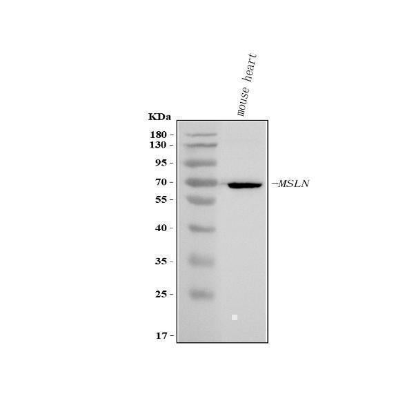 Anti-Mesothelin/Msln Antibody Picoband® Boster Bio