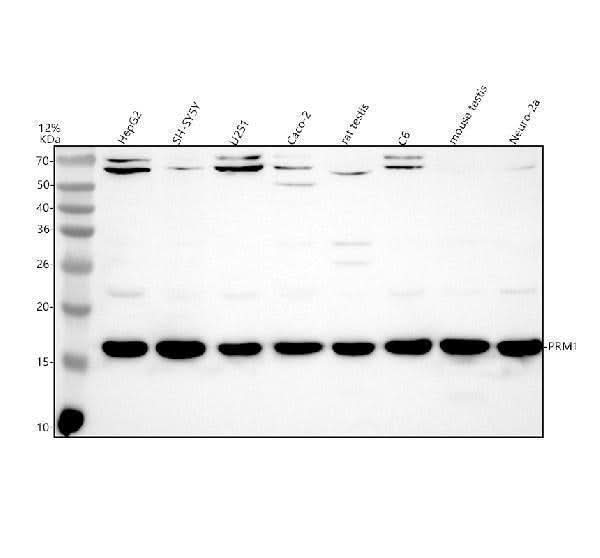 Anti-PRM1 Antibody Picoband® Boster Bio