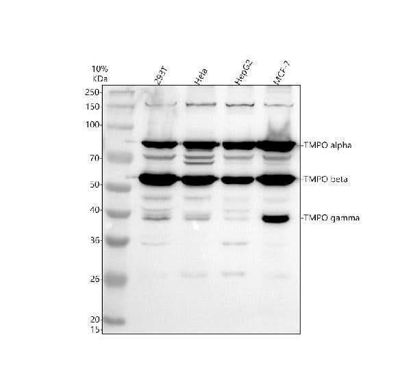Anti-LAP2/TMPO Antibody Picoband® Boster Bio