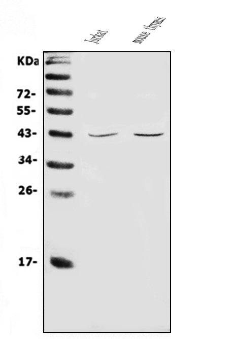 Anti-CD48 Antibody Picoband® Boster Bio
