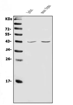 Anti-CD48 Antibody Picoband® Boster Bio