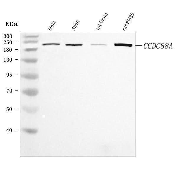 Anti-CCDC88A Antibody Picoband® Boster Bio