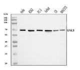 Anti-Nucleostemin/GNL3 Antibody Picoband® Boster Bio