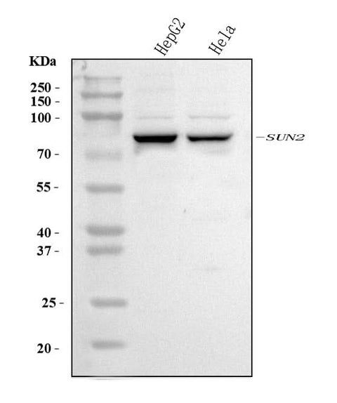 Anti-SUN2 Antibody Picoband® Boster Bio