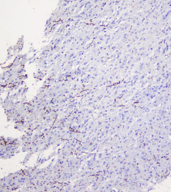 Anti-Myelin oligodendrocyte glycoprotein/MOG Antibody Picoband® Boster Bio