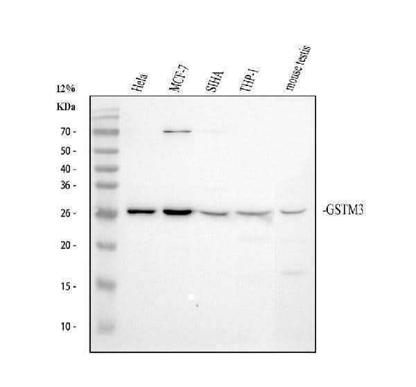 Anti-GSTM3 Antibody Picoband® Boster Bio